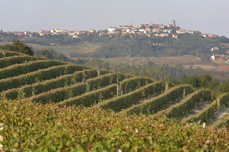 蒙菲拉托风景：著名的意大利葡萄酒产区。卡马尼亚，皮埃蒙特，意大利