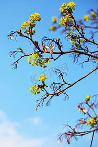 树枝状水系摄影照片_蓝天背景上的树枝