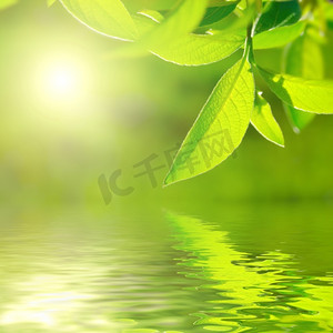 新鲜的绿叶被阳光照在水面上。