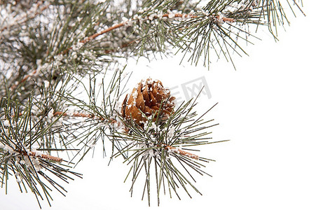松枝装饰摄影照片_雪中带球果的松枝，孤立的