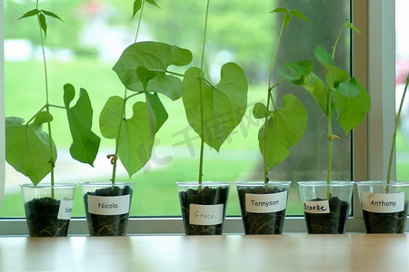 在学校教室里种植豆类植物。