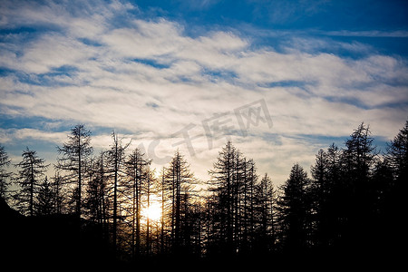 落日、冬季、水平方向的针叶树剪影