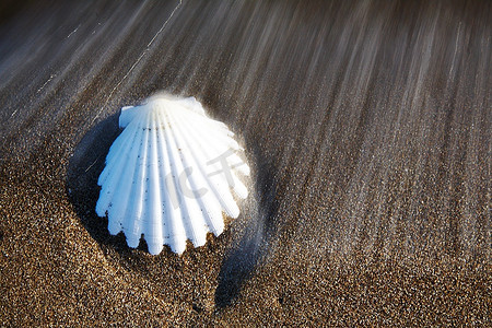 热带海滩上的白色贝壳；即将到来的海浪的模糊效果。