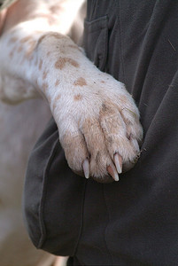 狗爪子摄影照片_狗爪子的特写。
