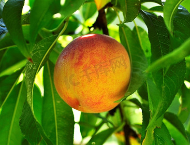 种水果摄影照片_树上的桃子，特写