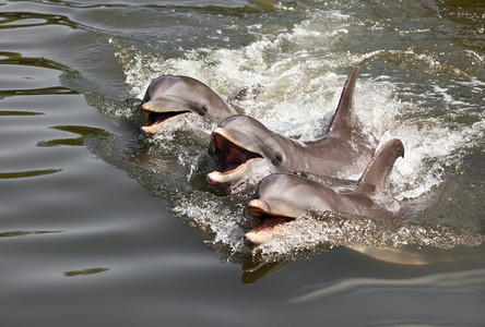 三只海豚漂浮在水中..。