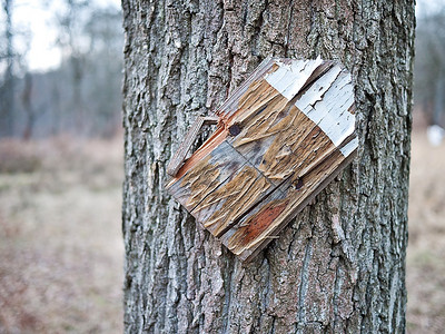 树林里一块非常古老的试用牌子