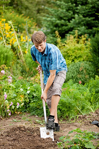 园丁在春天用铁锹挖土使花园准备好