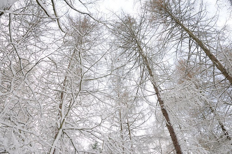 冰雪覆盖的树林中的枯枝