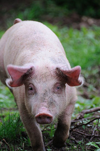 断奶摄影照片_猪在一个小举行被种植的肉