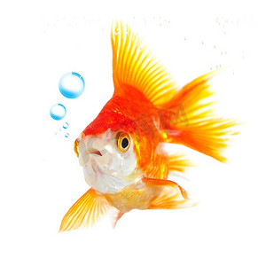 金鱼简图摄影照片_白色背景上的金鱼和泡泡