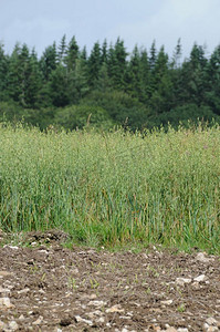 高粱摄影照片_农民燕麦旁的猎物盖发芽