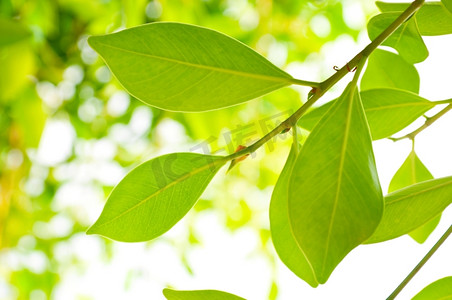 树叶茂盛的特写图片