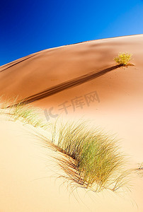 春雨过后，沙漠再次诞生，色彩鲜艳；Erg Chebbi沙丘，Maroc。