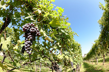 夏天的葡萄园，在意大利北部山麓的红色葡萄果的前景中。