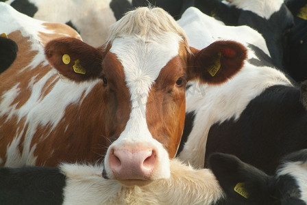 偷笑奶牛摄影照片_更稀有的棕色弗赖斯奶牛