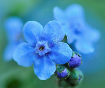蓝色的小花，关闭