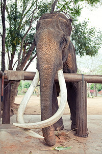 印度大象的老年照片