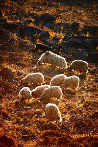 日出时一群羊在背光下