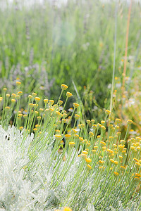 黄色e摄影照片_黄色洋甘菊的草地；垂直方向