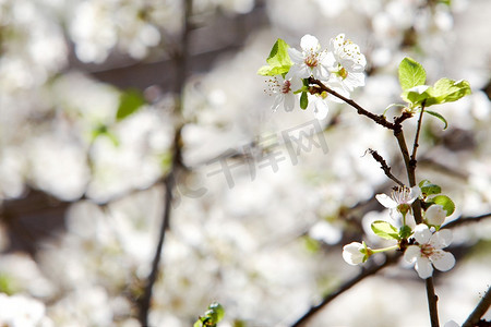 明媚春天摄影照片_樱花盛开在早春时节，阳光明媚。