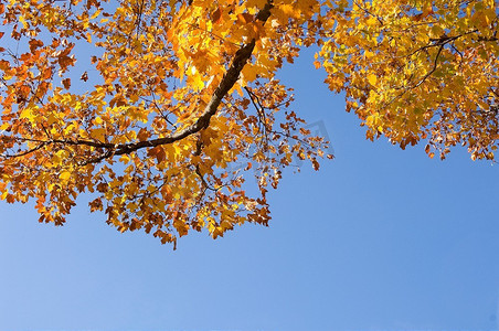 树枝状水系摄影照片_树枝落叶的低角视角。