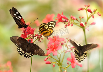 美丽的热带蝴蝶在一朵红色的花上