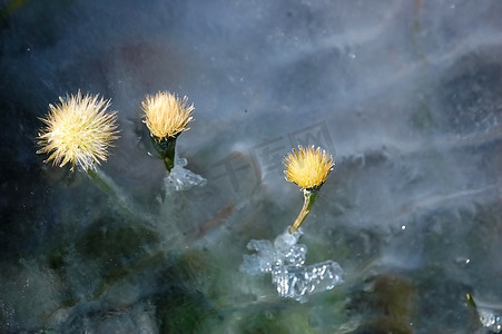 水冰月卡通摄影照片_花与冰细节的微距特写