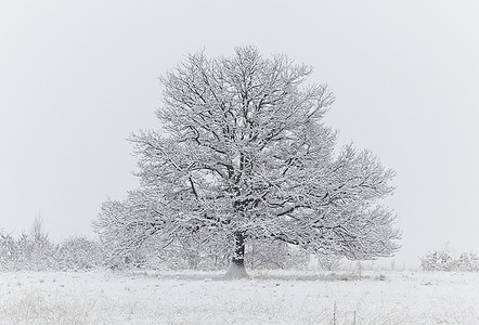 冬季风景：大雪期间，雪地里的光秃秃的橡树