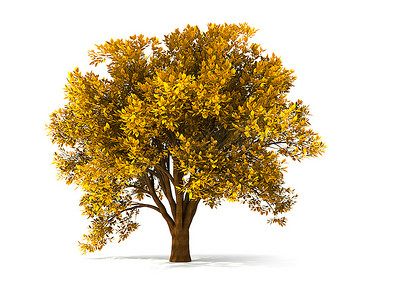 孤立的秋树，黄叶