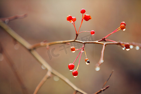 秋摄影照片_秋雨中的树枝