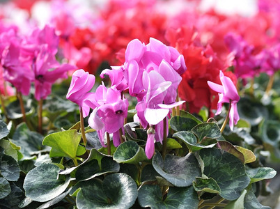 春天花朵红色摄影照片_以红色和粉色仙客来花朵为背景