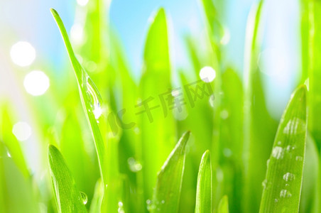 阳光下的背景摄影照片_阳光下新鲜湿润的草地，特写