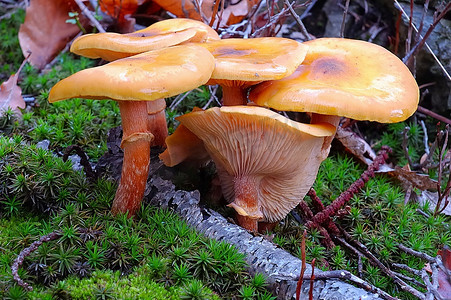 麝香摄影照片_野生蘑菇在森林领域与麝香