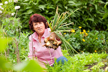 女人在花园里收获洋葱，关注女人