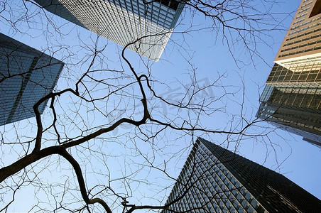俯瞰市中心环境中的树枝。