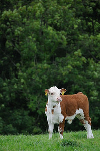 牛摄影照片_带标记的小牛