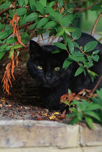 一键更新摄影照片_一只黑猫