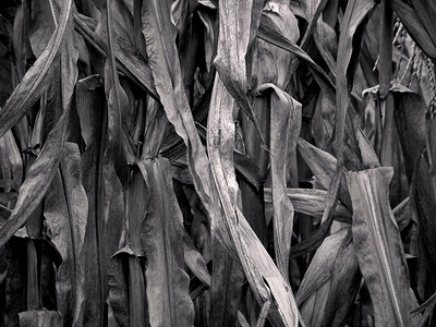 死亡和干燥的玉米叶子的特写.玉米杆玉米