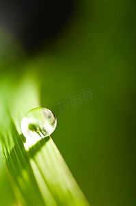 水滴在新鲜的绿草与模糊的背景