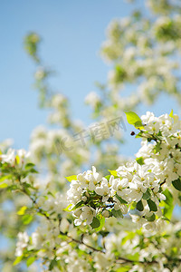 天空鲜花摄影照片_开花苹果树