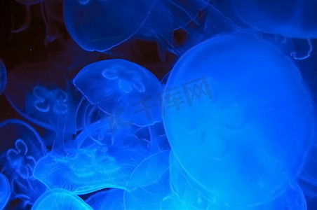 海水里的鱼摄影照片_深蓝色海水中的蓝色水母(奥里利亚水母)