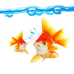 水泡泡摄影照片_白色背景上的金鱼和泡泡