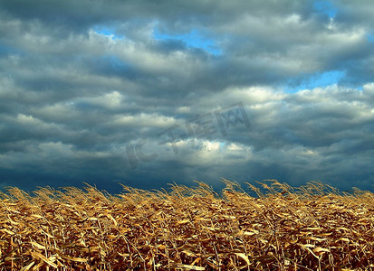 灰色风暴云下干燥的玉米地。