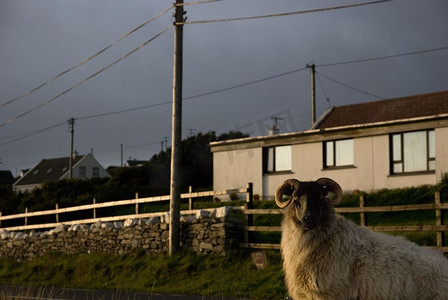 爱尔兰梅奥郡阿基尔岛的绵羊和房屋外观