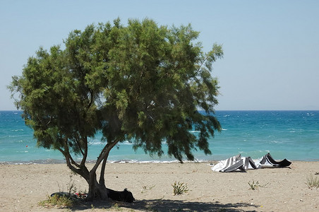空荡荡的海滩上的一棵孤独的树