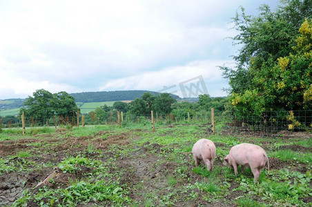 两个猪在一个花园的围栏区