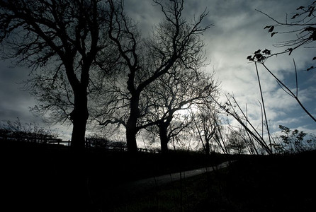 苏格兰贝里克郡黄昏时分的树木