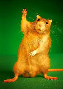 老鼠上灯台摄影照片_绿色背景上的老鼠。