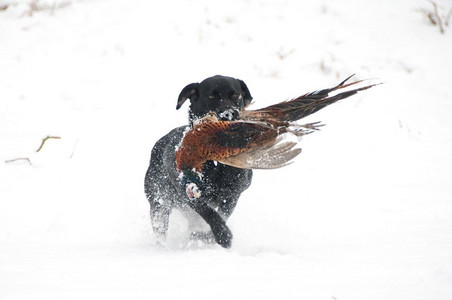 拉布拉多在雪地里找回一只野鸡